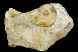 Ammonite Fossil - Boulemane, Morocco #122434-1